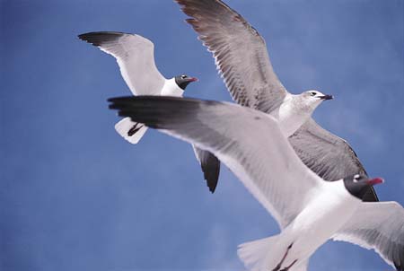 seagulls