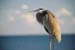 blueheron